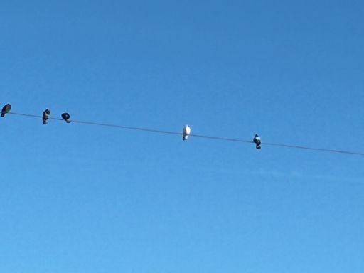 and Whitey on the line