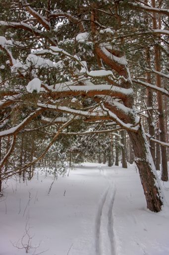 Никольское - Соколово.