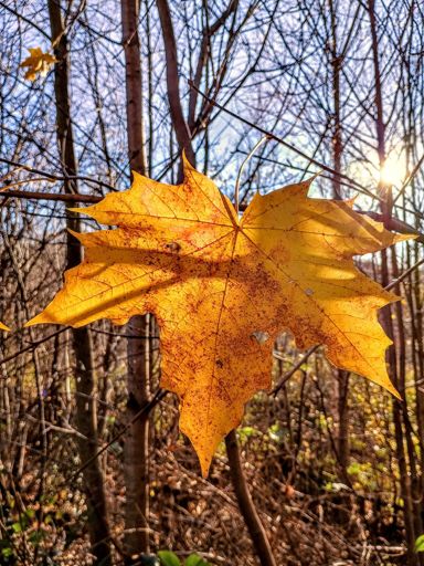 eines der letzten Prachtexemplare - bis jetzt noch nix geschnappt ☹️