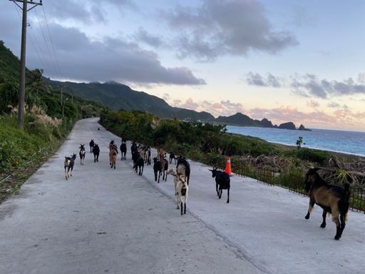 當個放羊的孩子⋯