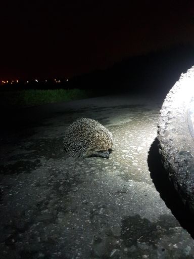 Mrs Tiggy-winkle almost got a centre parting.