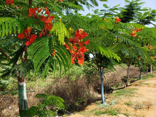 Someone painted these trees with designs. It goes on like this on both sides of the road for a couple km.