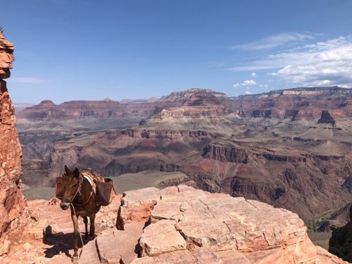 Really wanted to catch a ride from this guy