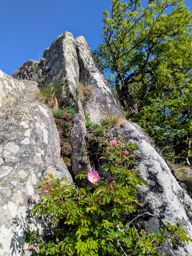 Crapahutage matinal dans les hautes vosges