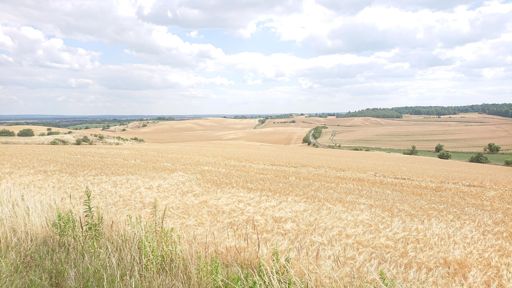 Widok z Górkowa na pola pszenicy między Głogowem a Grębocicami