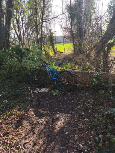 4 arbres de ce gabarit en plein milieu du bois à différents endroits.