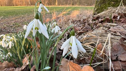 Die Kleinen Märzenbecher am Wegesrand der Teichtenne sind ein Hingucker. Zart und zerbrechlich. 🌺
