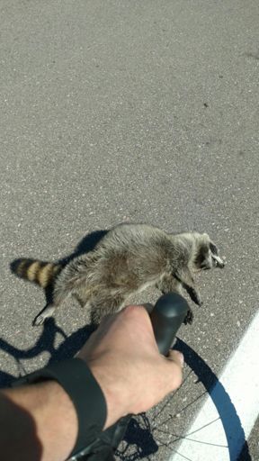 Biggest Raccoon I've ever seen! I was sure hoping he was dead as I passed. They've snapped at me from ditches before and it will make you jump your road bike about a foot!