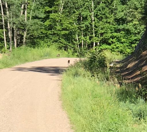 Racing with baby bear!