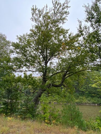 The dancing trees still 🕺🏼 They’ve been grooving since I was little, they’re just 1/3 mile or so north of the Carrabassett welcome sign.  Big old healthy yellow birches,