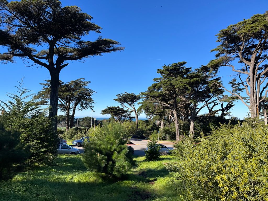 Butterlap (Presidio & Golden Gate Park) photo 169