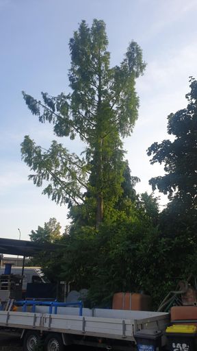 Hanau_ID24397_UM_Benzstr. 6