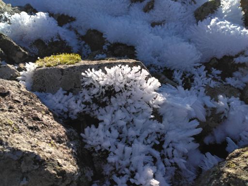 Après les roses des sables, voici les roses des neiges🤩