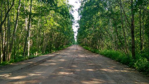 Почти вся дорога до поворота на д. Струги вот такая.