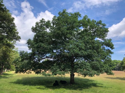 Chillin in the shade