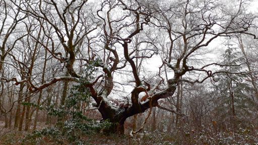 Le Géant des Grands Bois