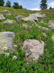 Rando fleurie autour du lac d’Allos