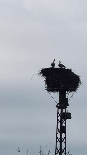 Feindliche Übernahme 