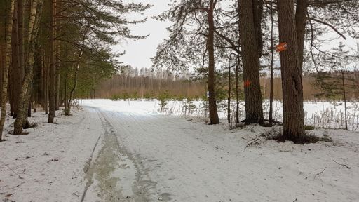 Ямок, белогыжная трасса около загородного комплекса "Компьютерия". Очень сыро, и лыжи проваливаются.