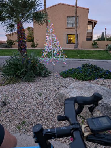 The littlest Xmas tree