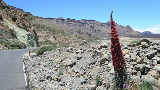 Awesome landscape with plants I've never seen before