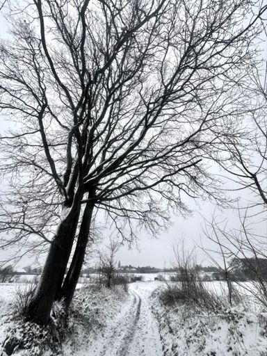 Sint-Kamillus - Bierbeek 