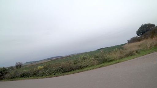 Field of brussels growing well