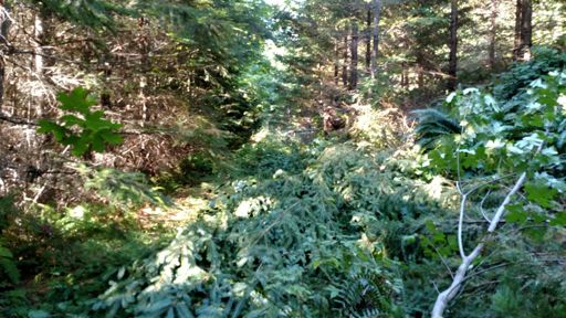 There's supposed to be a road here!