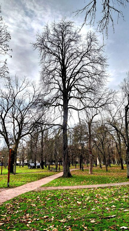 Parque El Prado. Monte de la tortilla.