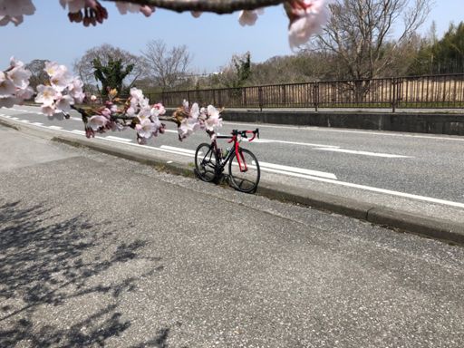 桜も🌸 あちこちで咲いてた！山はまだこれからって感じでした！