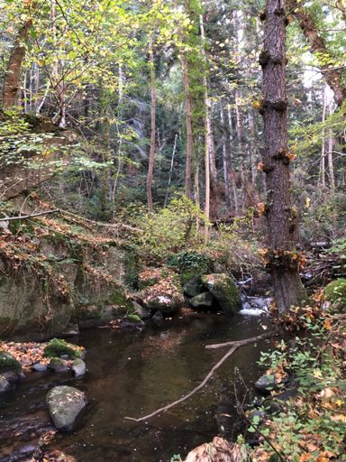 La « DH de la cabane des chasseurs » débouche après les difficultés insurmontables du single « Riberolles-Scout 🤩 »👌🏼 (Mais c’est quand même bien technique)