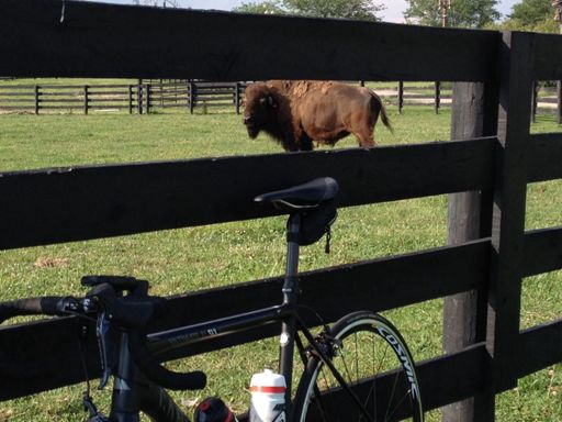 Een schamel hek tussen mij en het wilde westen.