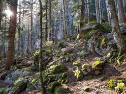 Gotterli, lac des 4 cantons