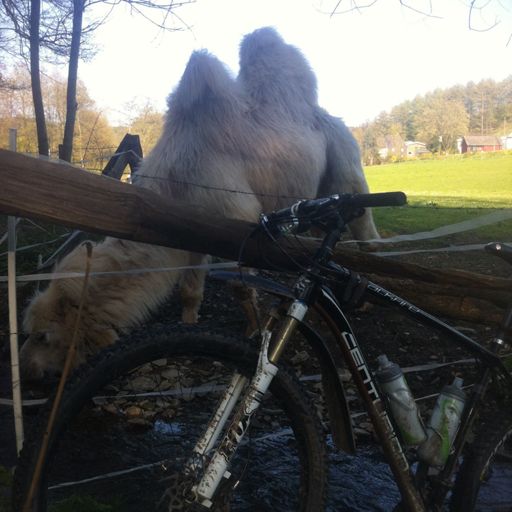 Überall Kamele am 1.Mai