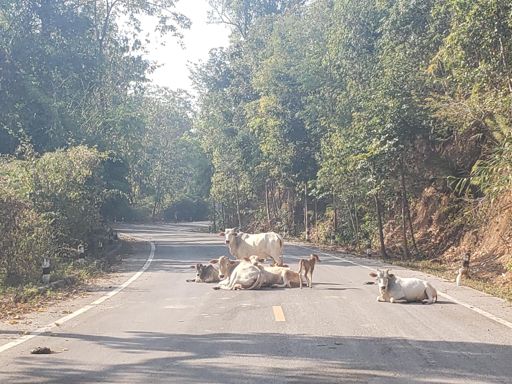 Better than surprising you in a steep downhill curve...