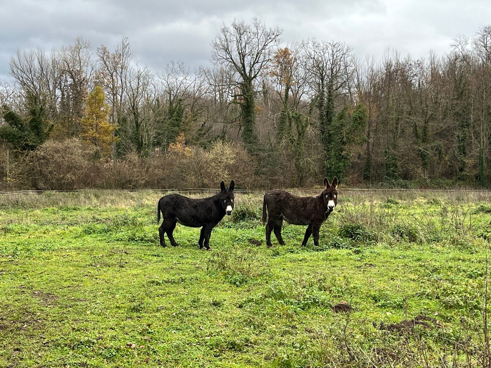 Mes anciens voisins (Très actifs  certaines nuits 😂)