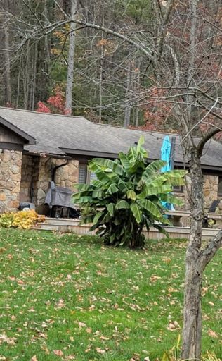 Banana trees in PA??