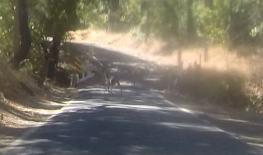 Deer on Morgan.  About six of them.