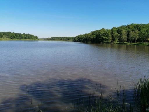 Étang de gondrexange