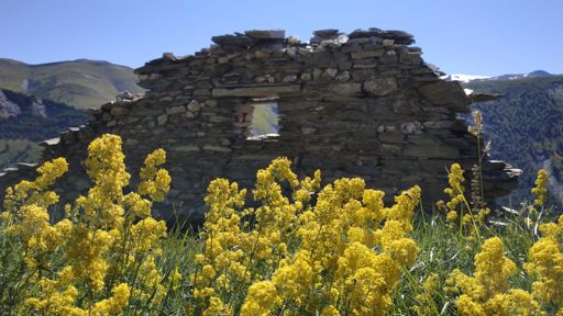 Besse en Oisans, c'est quoi comme plante ?