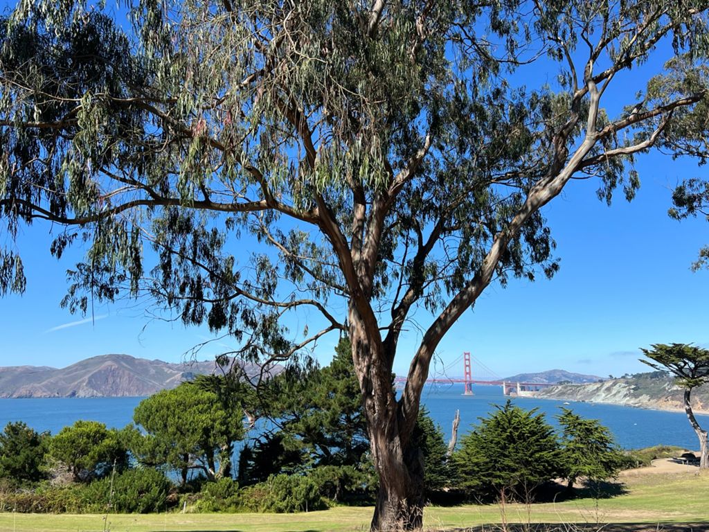 Butterlap (Presidio & Golden Gate Park)的照片 169