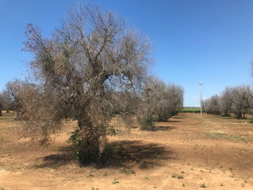 Xylella fastidiosa