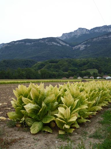 Does anyone know what this crop is?