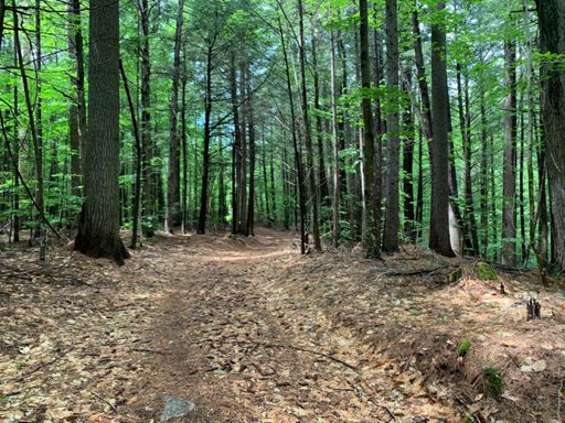 Sunny down. Raining up.