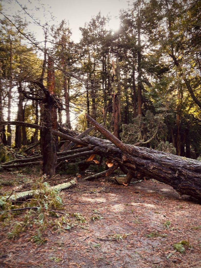 Butterlap (Presidio & Golden Gate Park) photo 54