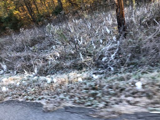 Exploding frozen blooms.