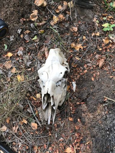 эээм, заехал в лес справить нужду, а там череп (лошадь?) Жуткая тема