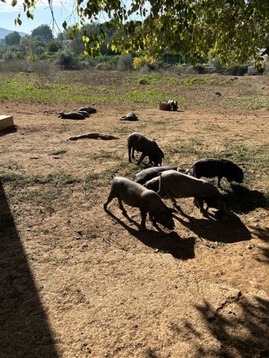Schweine gehabt, wie der Kollege Hollmann richtig bemerkte:-)) Kurz danach hätte mich nämlich ein LKW am Kreisverkehr fast erlegt