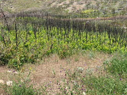 Oak tree roots clearly survived the fire