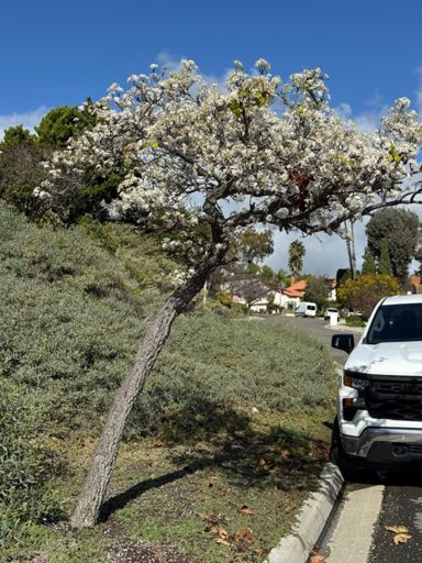 This tree is in blossom already 